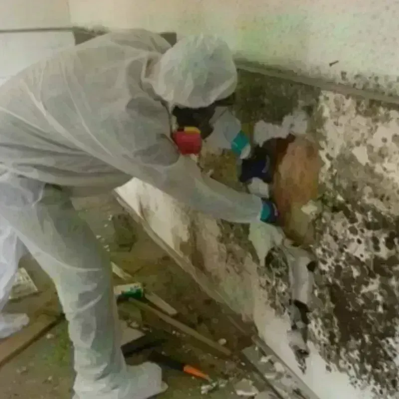 Mold Remediation and Removal in Granville County, NC